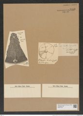 Aulacodiscus bomberi Arn. (de-Toni-Nr.: Genus 182, Species 4495) Zeichnungen Sammlung Grunow Nr. 8058 (NHMW-BOT-W0377374)